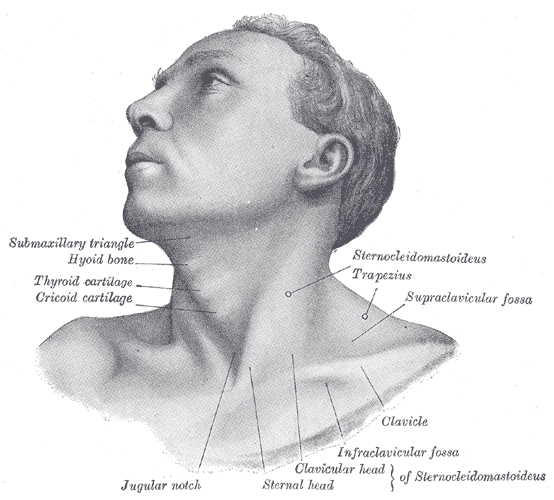 Neck-Torticolis-Wikimedia-xc_Gray1194 Illustraion of neck muscles from Gray's Anatomy.