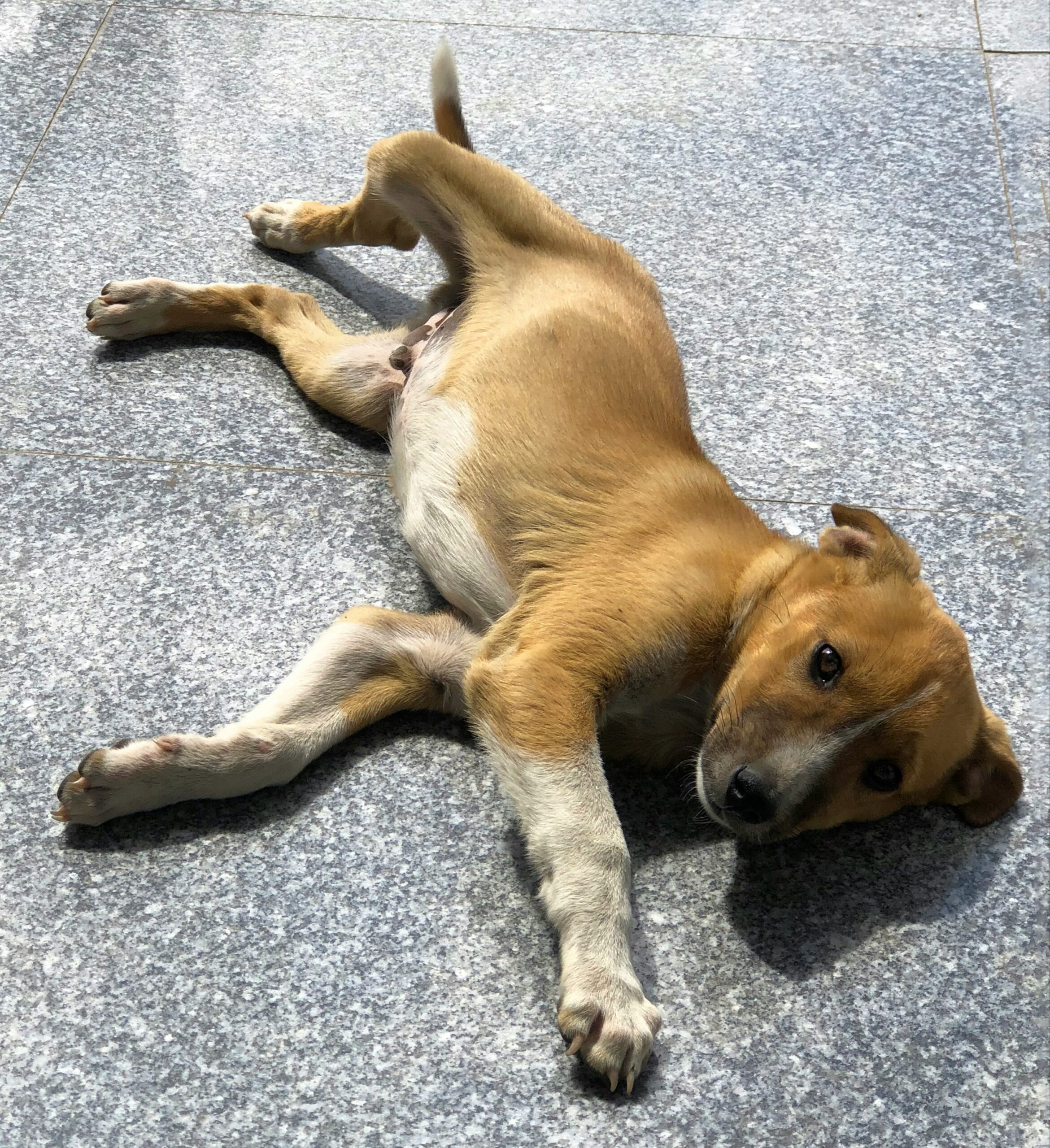 Puppy_sohaila-i-darwesh-Ly2KsQKBnB0-unsplash_crop A very relaxed puppy lying on the floor.