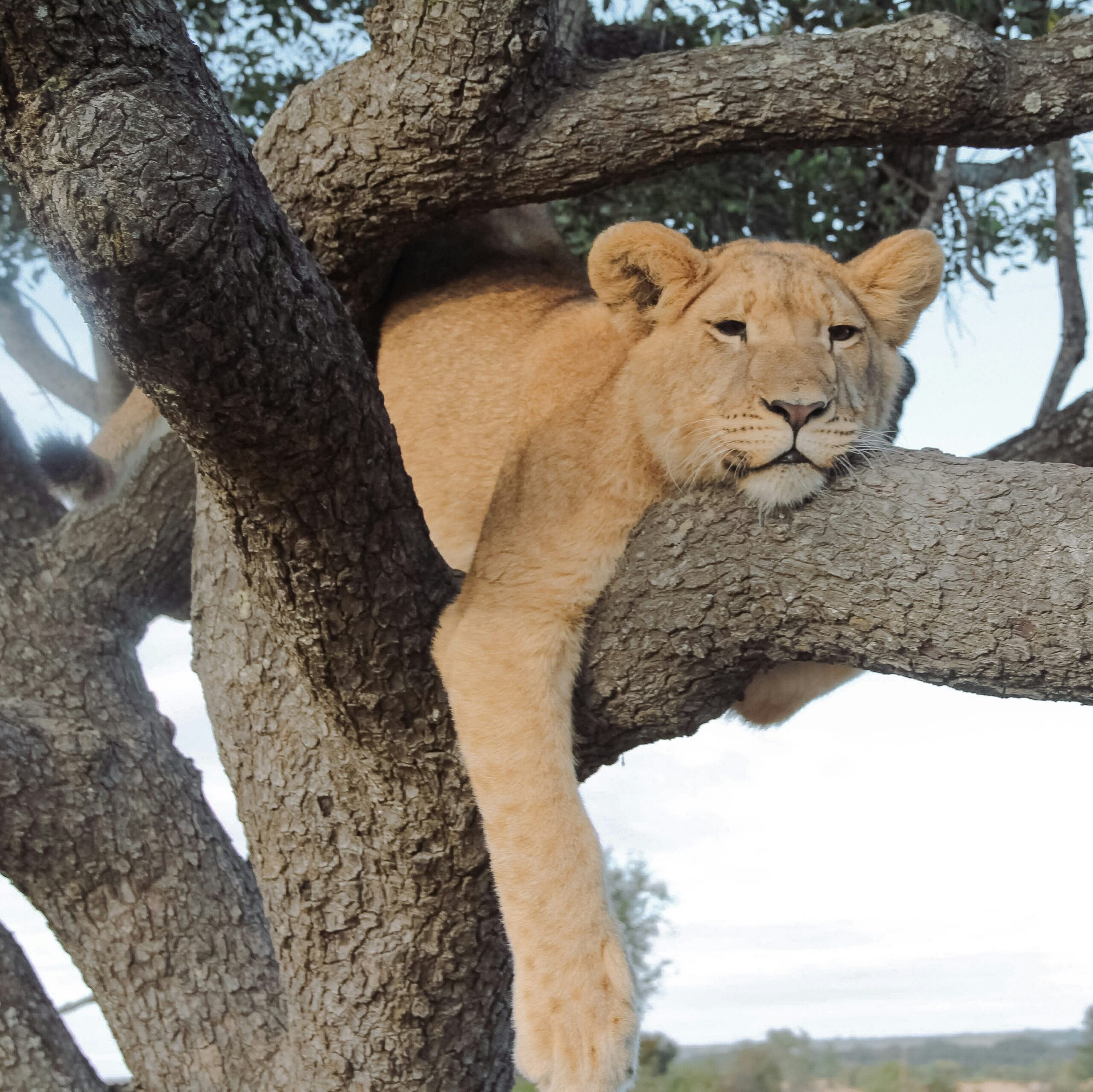 Relaxed-Lioness-Zimbabwe_christine-donaldson-0kOmKnPvbGg-unsplash_crop The epitome of relaxation. A lioness draped in a tree.